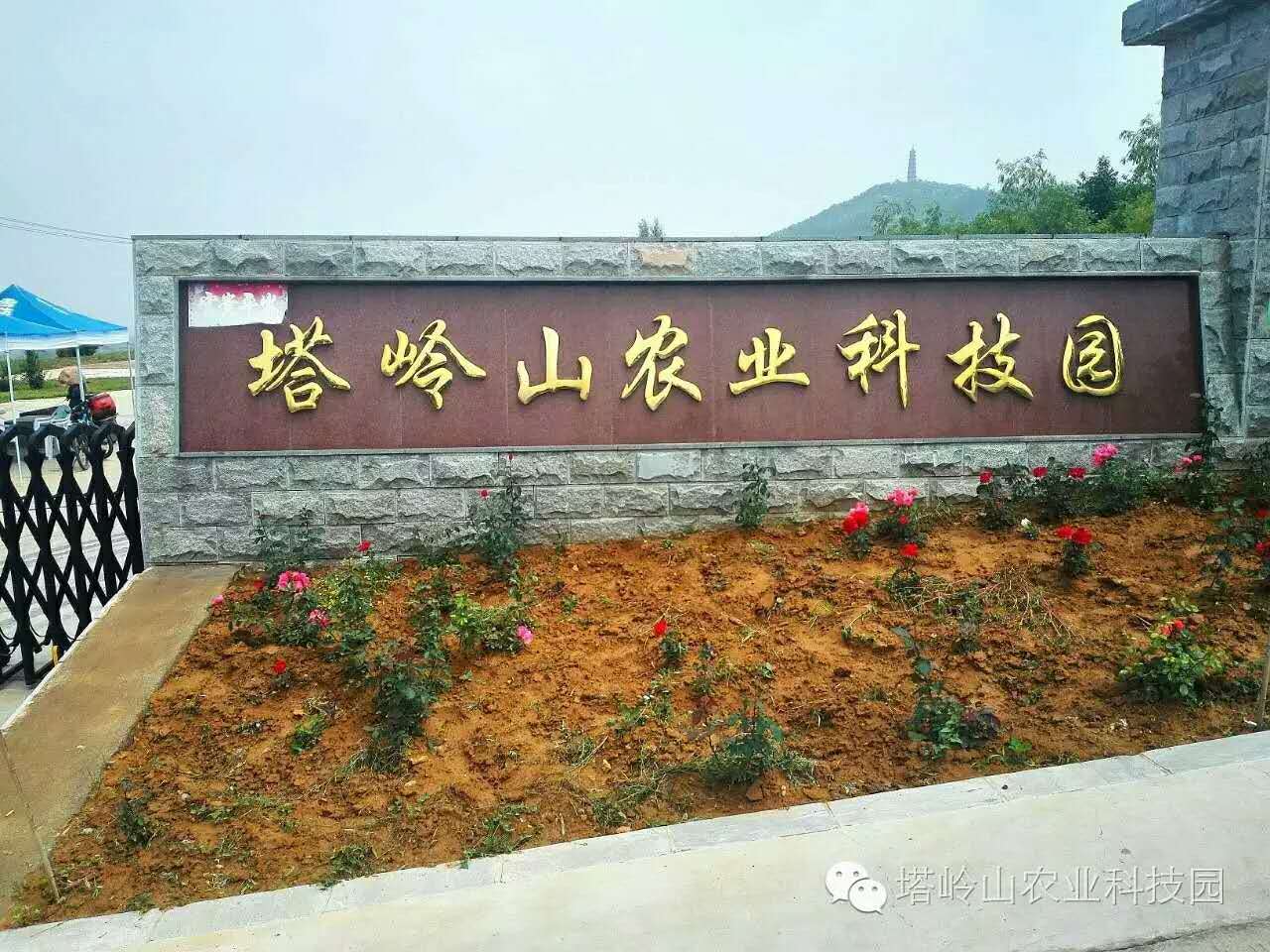 微信塔岭山农业科技园为您献上圣诞大礼小程序游戏开发案例